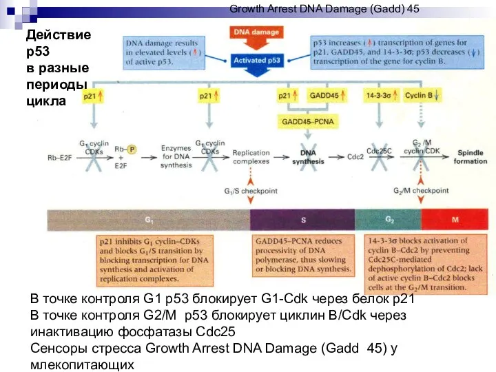 В точке контроля G1 р53 блокирует G1-Cdk через белок р21 В