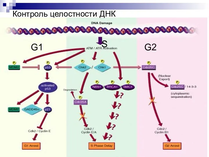 Контроль целостности ДНК G1 S G2