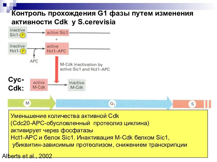 Контроль прохождения G1 фазы путем изменения активности Cdk у S.cerevisia Уменьшение