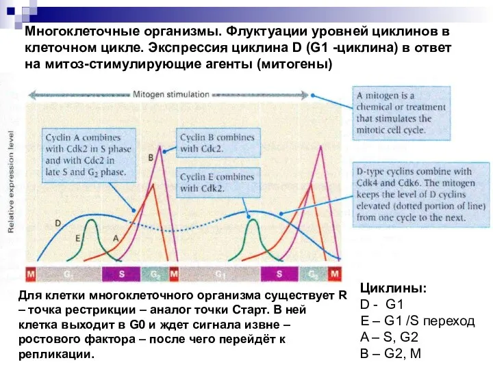 Многоклеточные организмы. Флуктуации уровней циклинов в клеточном цикле. Экспрессия циклина D