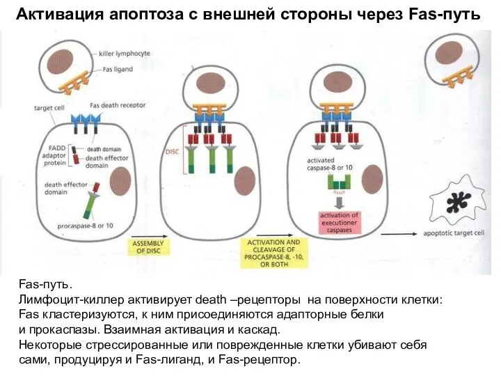 Активация апоптоза с внешней стороны через Fas-путь Fas-путь. Лимфоцит-киллер активирует death