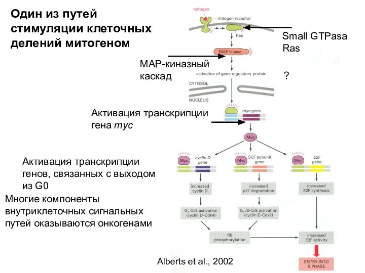 Один из путей стимуляции клеточных делений митогеном Small GTPasa Ras MAP-киназный