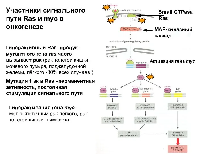 Small GTPasa Ras MAP-киназный каскад Активация гена myc Гиперактивный Ras- продукт