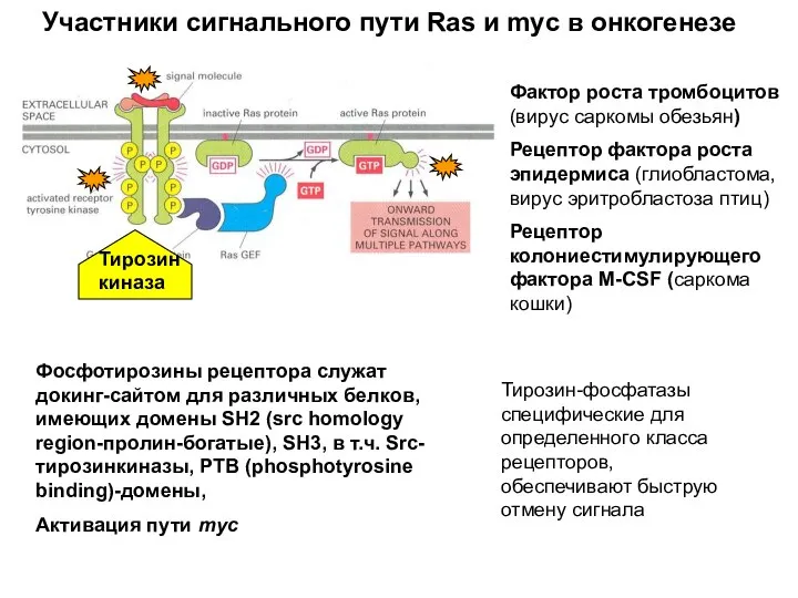 Фактор роста тромбоцитов (вирус саркомы обезьян) Рецептор фактора роста эпидермиса (глиобластома,