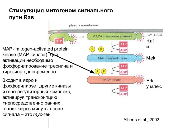 Стимуляция митогеном сигнального пути Ras MAP- mitogen-activated protein kinase (MAP-киназа). Для