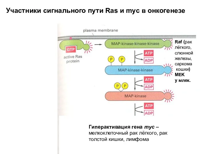 Raf (рак лёгкого, слюнной железы, саркома кошки) MEK у млек. Гиперактивация