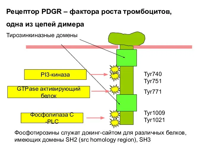 Tyr740 Tyr751 Tyr771 Tyr1009 Tyr1021 Рецептор PDGR – фактора роста тромбоцитов,
