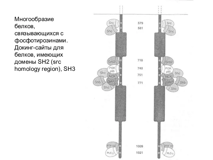 Многообразие белков, связывающихся с фосфотирозинами. Докинг-сайты для белков, имеющих домены SH2 (src homology region), SH3