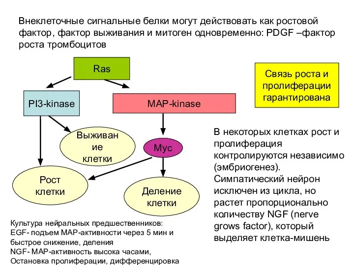 Внеклеточные сигнальные белки могут действовать как ростовой фактор, фактор выживания и