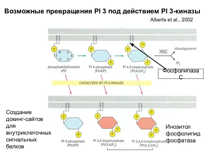 Возможные превращения PI 3 под действием PI 3-киназы Фосфолипаза С Создание