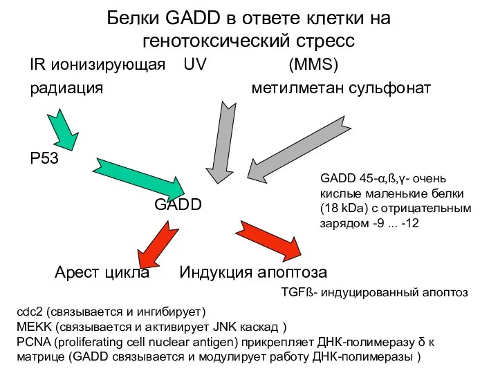 Белки GADD в ответе клетки на генотоксический стресс IR ионизирующая UV