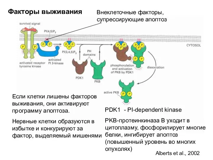 Если клетки лишены факторов выживания, они активируют программу апоптоза. Нервные клетки