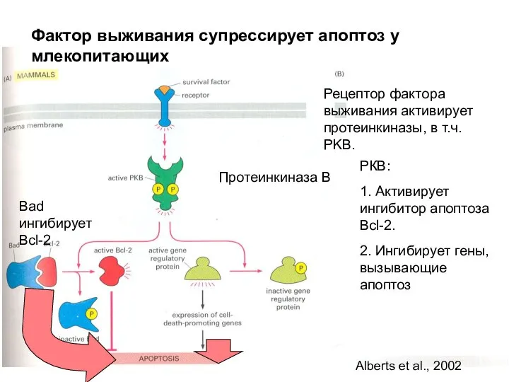 Фактор выживания супрессирует апоптоз у млекопитающих Протеинкиназа В Рецептор фактора выживания