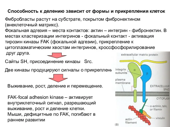 Способность к делению зависит от формы и прикрепления клеток Фибробласты растут