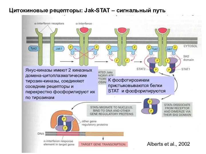 Цитокиновые рецепторы: Jak-STAT – сигнальный путь Alberts et al., 2002 Янус-киназы