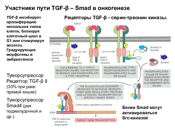 Участники пути TGF-β – Smad в онкогенезе Рецепторы TGF-β - серин-треонин