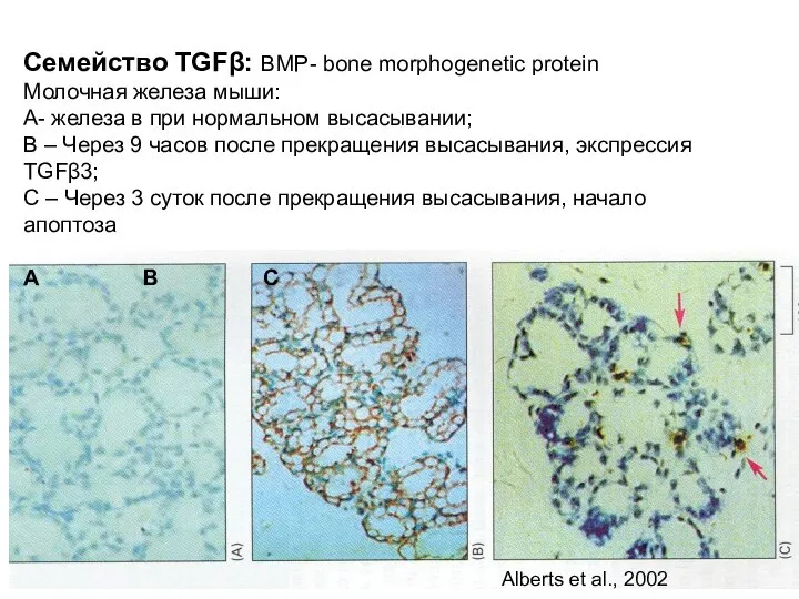 Семейство TGFβ: BMP- bone morphogenetic protein Молочная железа мыши: А- железа