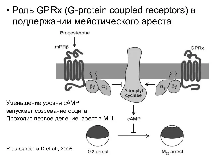 Роль GPRx (G-protein coupled receptors) в поддержании мейотического ареста Уменьшение уровня