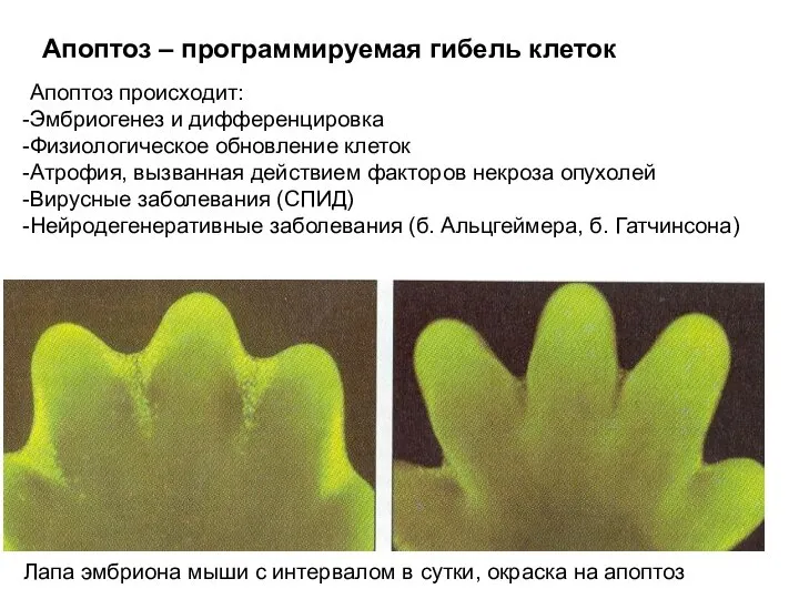 Апоптоз – программируемая гибель клеток Лапа эмбриона мыши с интервалом в