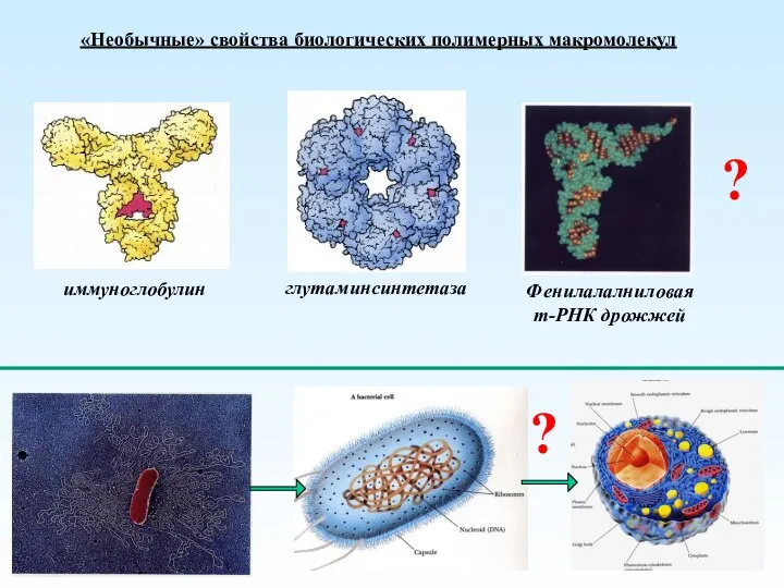 иммуноглобулин глутаминсинтетаза Фенилалалниловая т-РНК дрожжей «Необычные» свойства биологических полимерных макромолекул ? ?