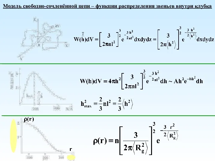 Модель свободно-сочленённой цепи – функции распределения звеньев внутри клубка