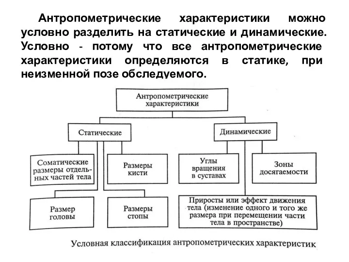 Антропометрические характеристики можно условно разделить на статические и динамические. Условно -