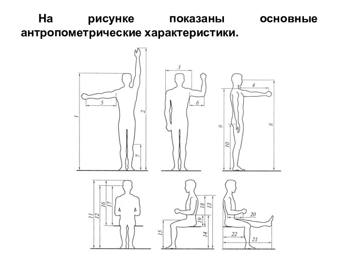 На рисунке показаны основные антропометрические характеристики.