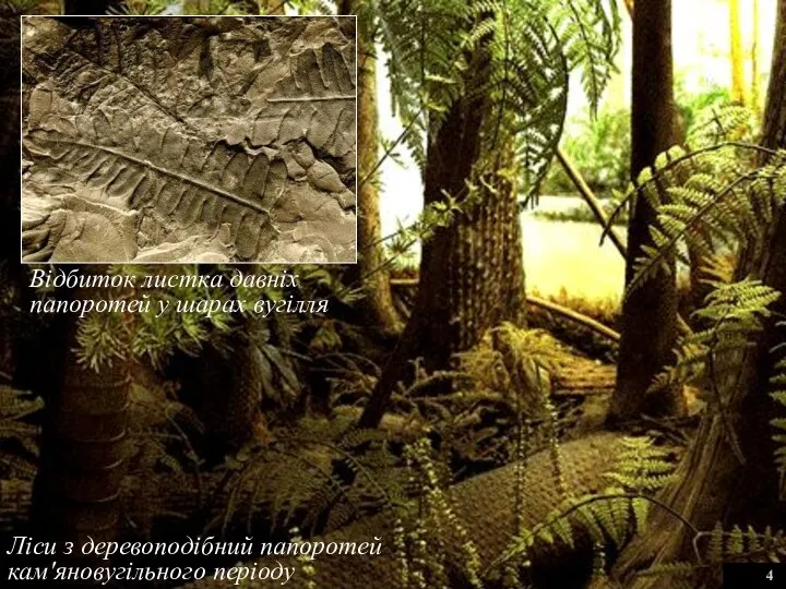 Ліси з деревоподібний папоротей кам'яновугільного періоду 4 Відбиток листка давніх папоротей у шарах вугілля