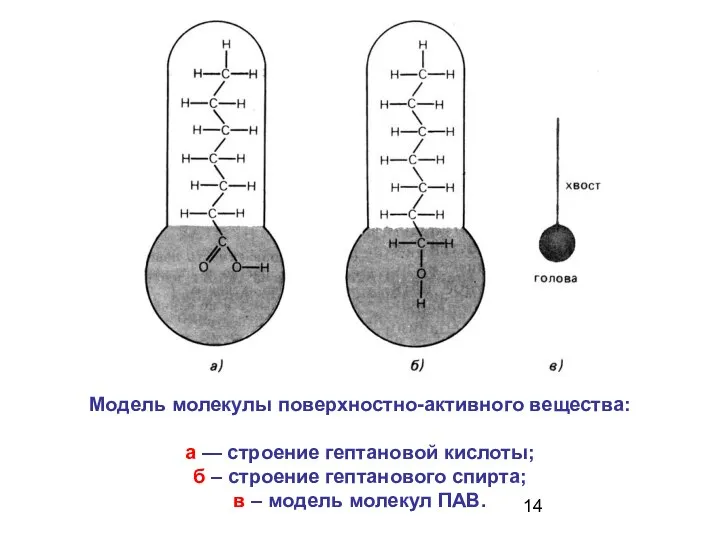 Модель молекулы поверхностно-активного вещества: а — строение гептановой кислоты; б –