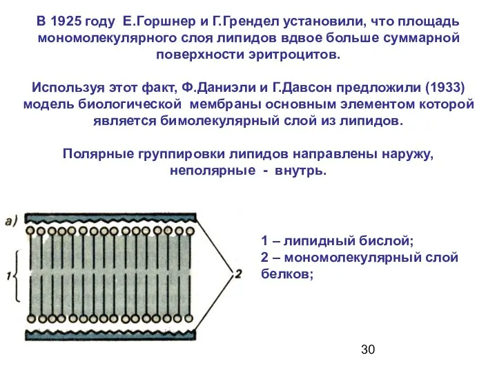 В 1925 году Е.Горшнер и Г.Грендел установили, что площадь мономолекулярного слоя