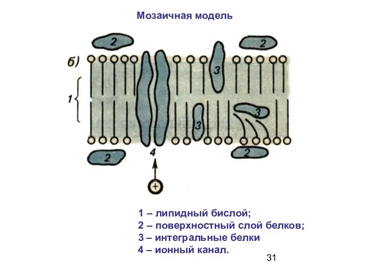 1 – липидный бислой; 2 – поверхностный слой белков; 3 –