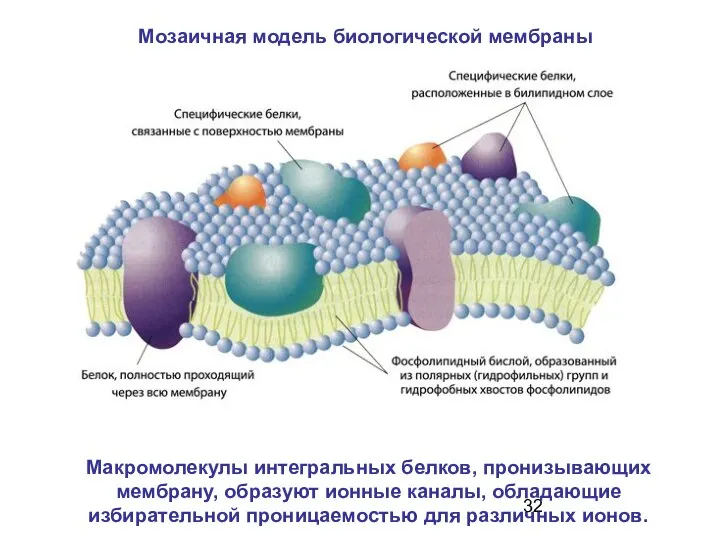 Мозаичная модель биологической мембраны Макромолекулы интегральных белков, пронизывающих мембрану, образуют ионные