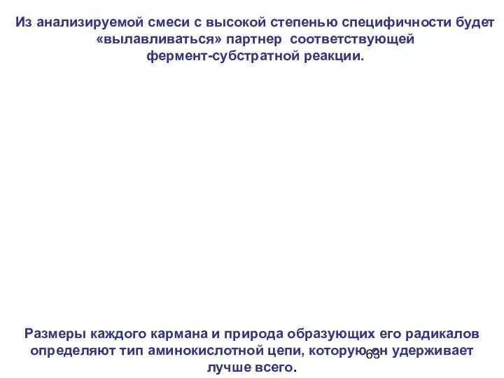 Из анализируемой смеси с высокой степенью специфичности будет «вылавливаться» партнер соответствующей