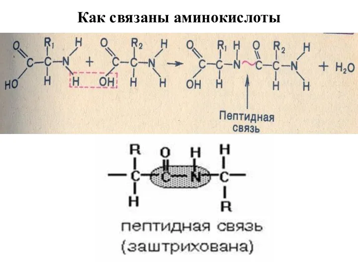 Как связаны аминокислоты