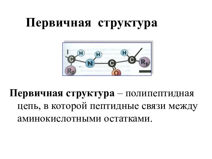 Первичная структура Первичная структура – полипептидная цепь, в которой пептидные связи между аминокислотными остатками.