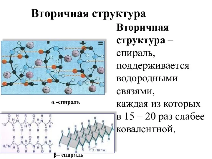 Вторичная структура – спираль, поддерживается водородными связями, каждая из которых в