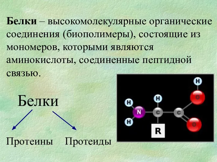 Белки – высокомолекулярные органические соединения (биополимеры), состоящие из мономеров, которыми являются