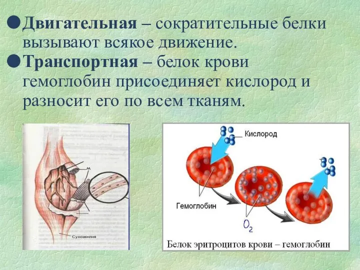 Двигательная – сократительные белки вызывают всякое движение. Транспортная – белок крови