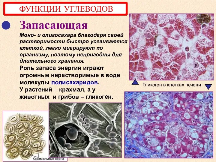 Запасающая Моно- и олигосахара благодаря своей растворимости быстро усваиваются клеткой, легко