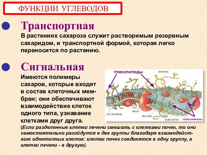 Транспортная В растениях сахароза служит растворимым резервным сахаридом, и транспортной формой,