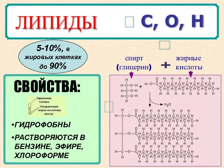 ? С, О, Н спирт (глицерин) жирные кислоты + ГИДРОФОБНЫ РАСТВОРЯЮТСЯ