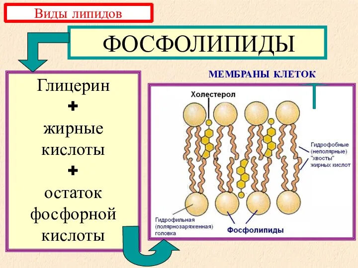 ФОСФОЛИПИДЫ Глицерин + жирные кислоты + остаток фосфорной кислоты МЕМБРАНЫ КЛЕТОК Виды липидов