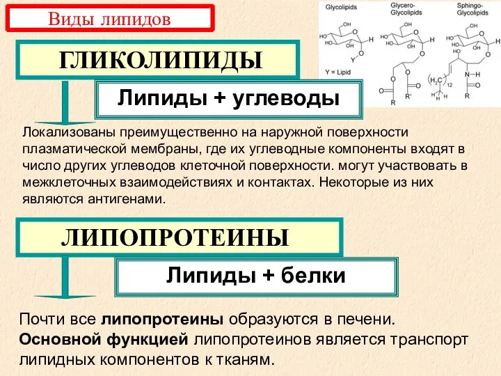 ЛИПОПРОТЕИНЫ ГЛИКОЛИПИДЫ Липиды + углеводы Липиды + белки Виды липидов Почти