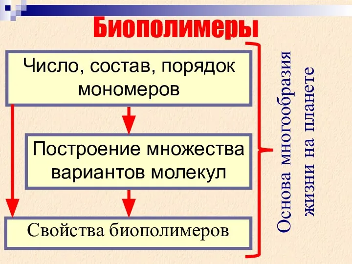 Свойства биополимеров Биополимеры Число, состав, порядок мономеров Построение множества вариантов молекул Основа многообразия жизни на планете