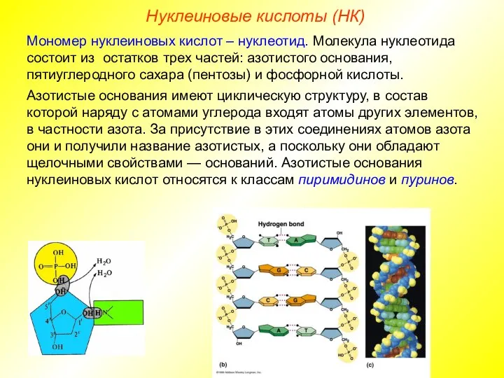 Нуклеиновые кислоты (НК) Мономер нуклеиновых кислот – нуклеотид. Молекула нуклеотида состоит