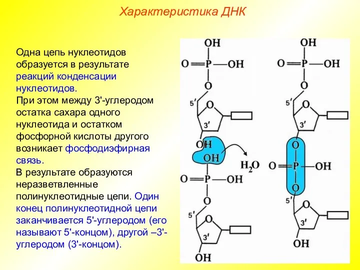 Одна цепь нуклеотидов образуется в результате реакций конденсации нуклеотидов. При этом