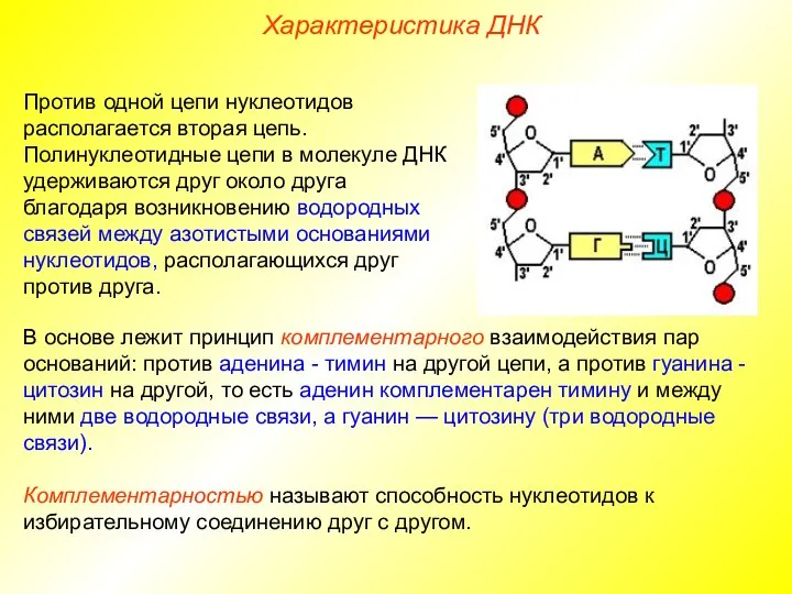 Против одной цепи нуклеотидов располагается вторая цепь. Полинуклеотидные цепи в молекуле