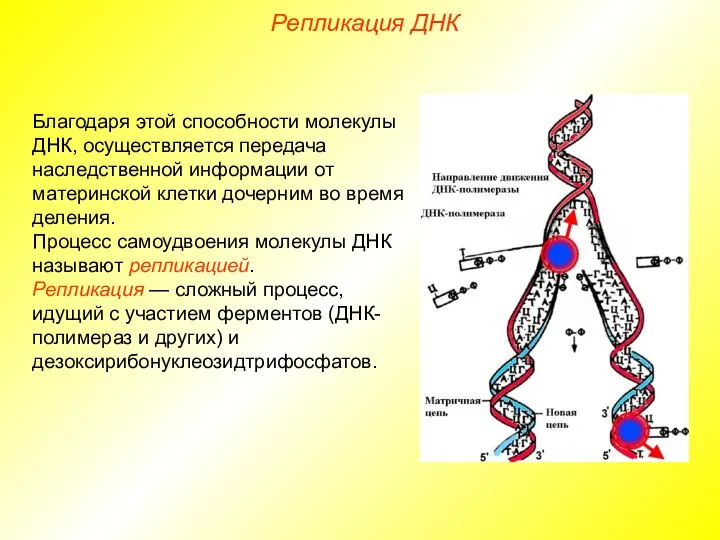 Благодаря этой способности молекулы ДНК, осуществляется передача наследственной информации от материнской