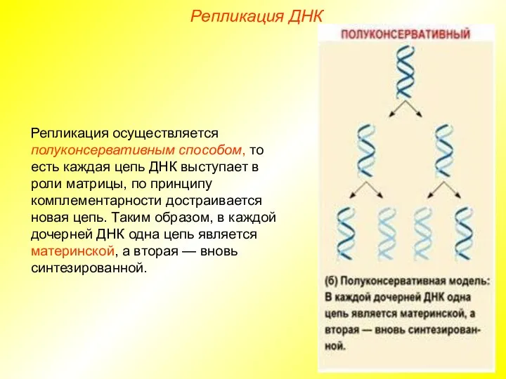 Репликация осуществляется полуконсервативным способом, то есть каждая цепь ДНК выступает в