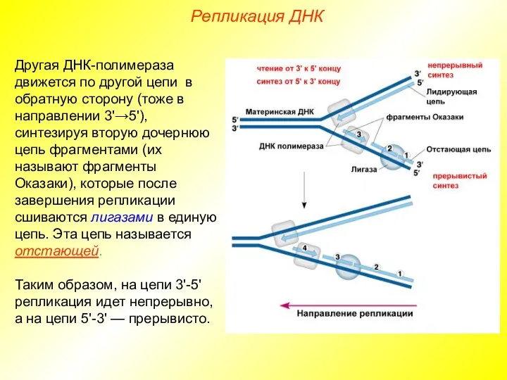 Другая ДНК-полимераза движется по другой цепи в обратную сторону (тоже в